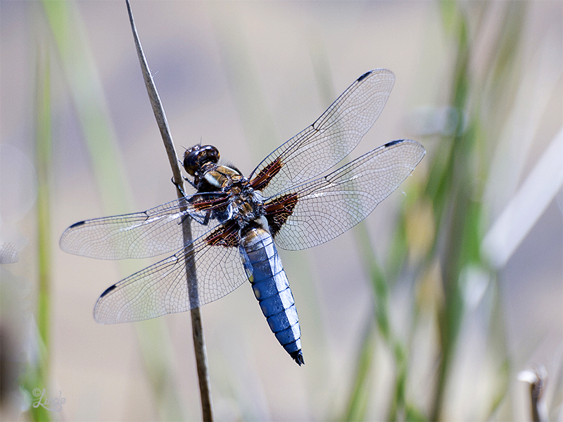 Wunder der Natur