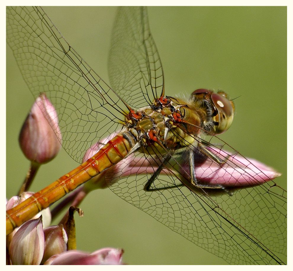 wunder der natur