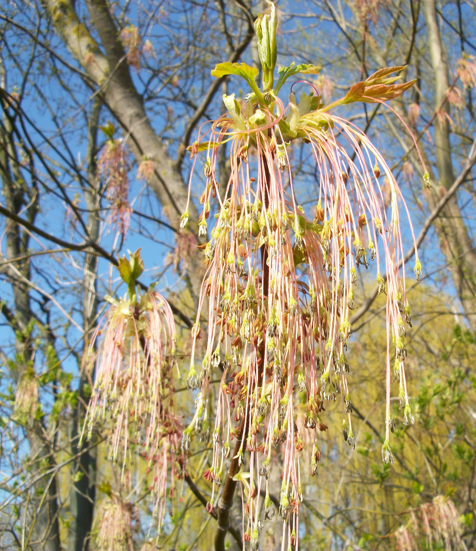 Wunder der Natur