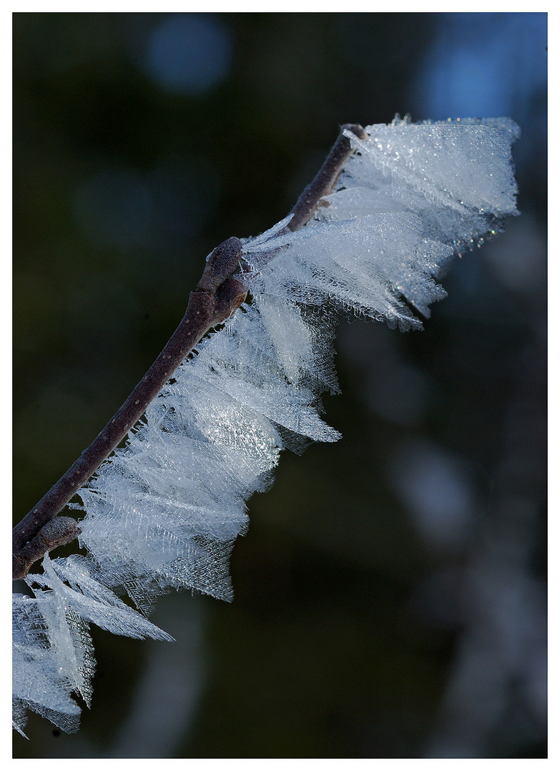 Wunder der Natur