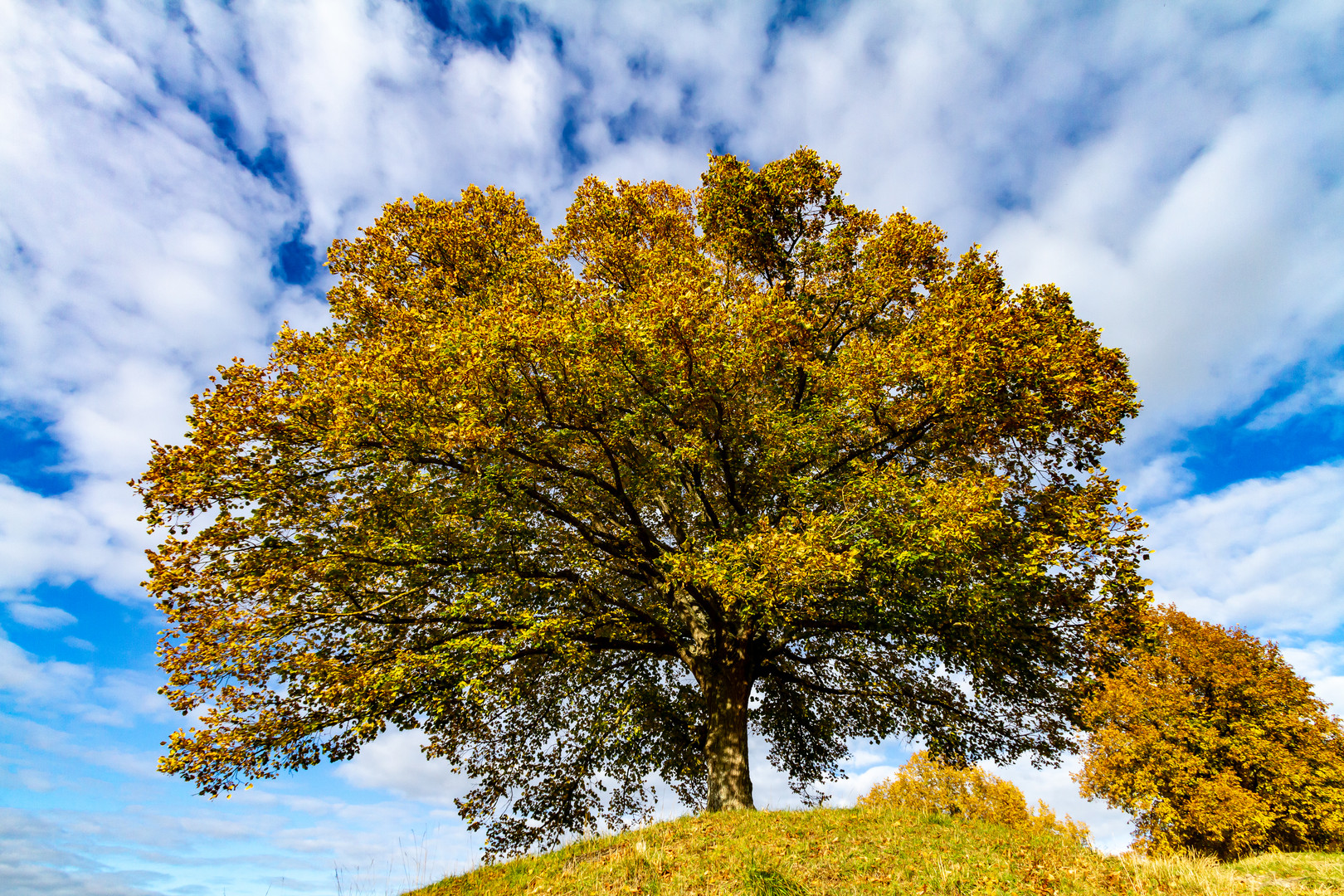 Wunder der Natur