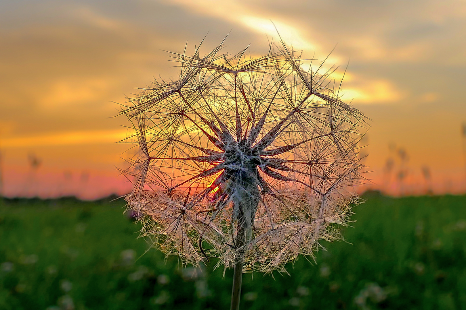 Wunder der Natur