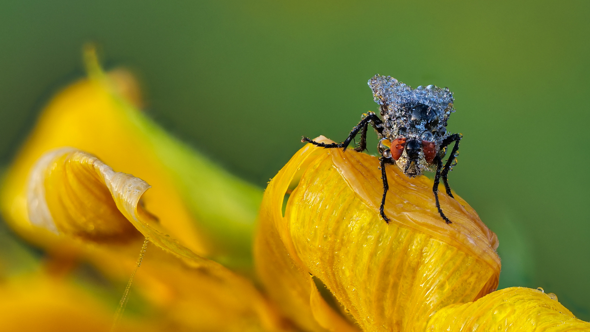 Wunder Der Natur Foto Bild Tiere Wildlife Insekten Bilder Auf Fotocommunity