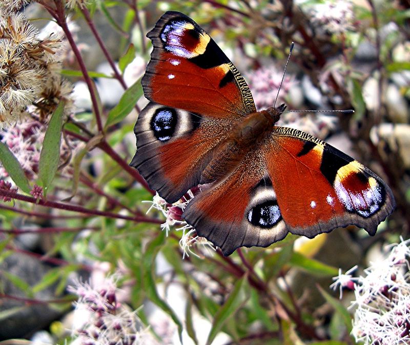 wunder der natur