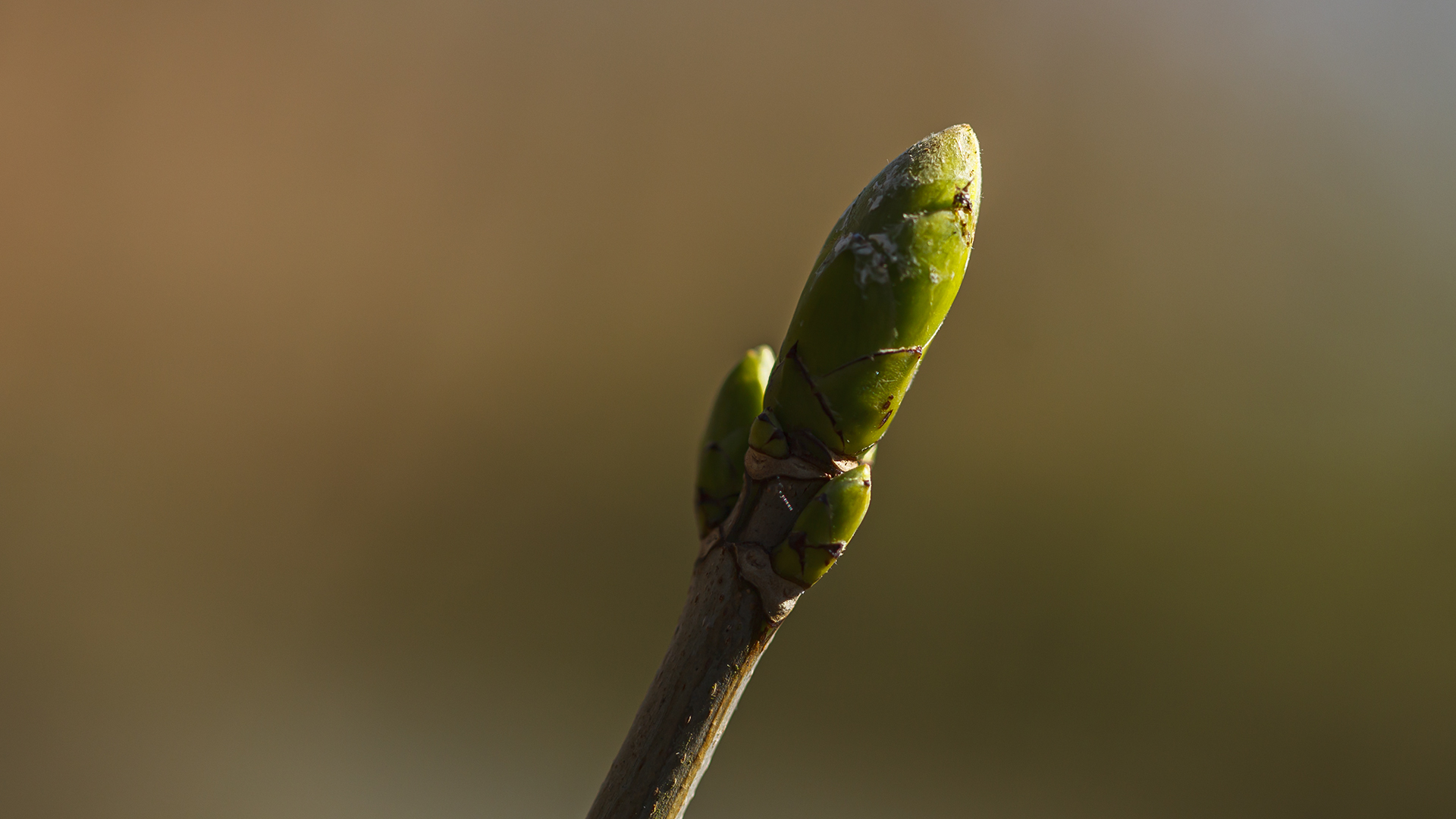 Wunder der Natur