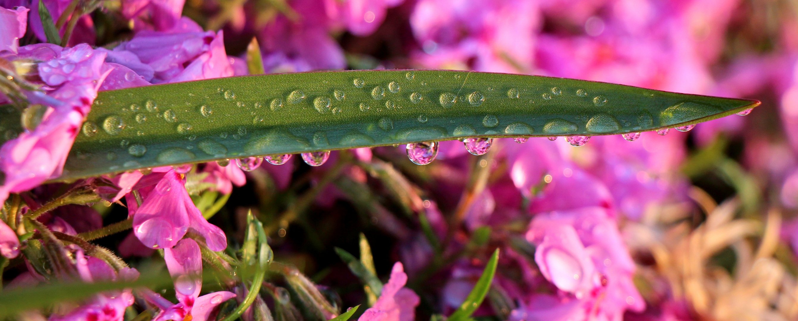 Wunder der Natur &#9829;