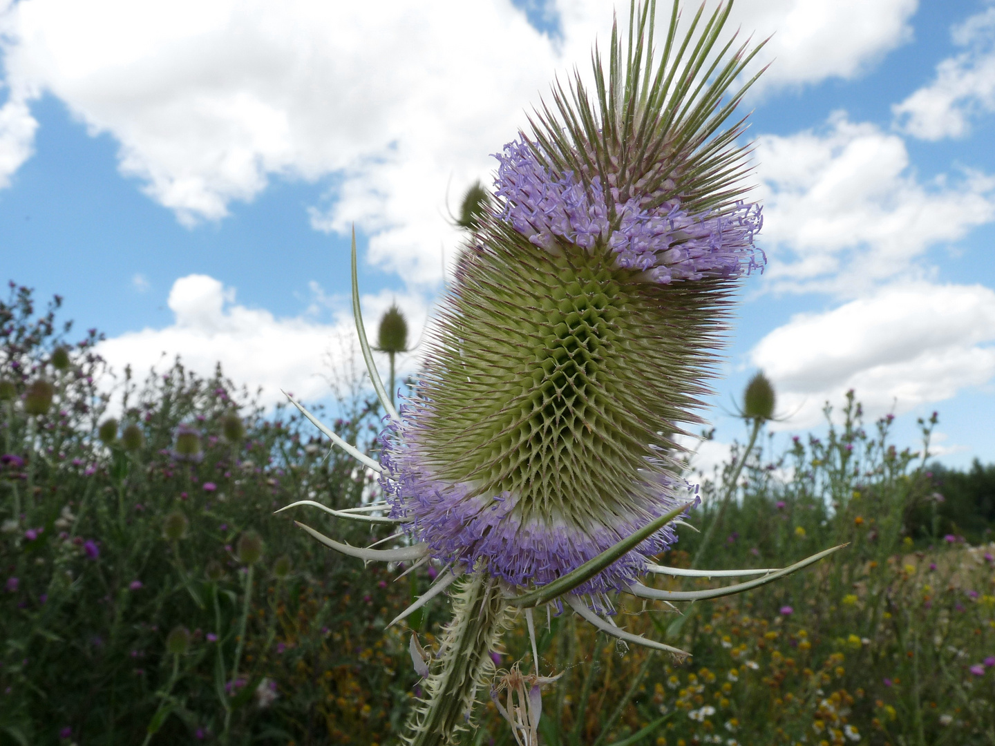 Wunder der Natur