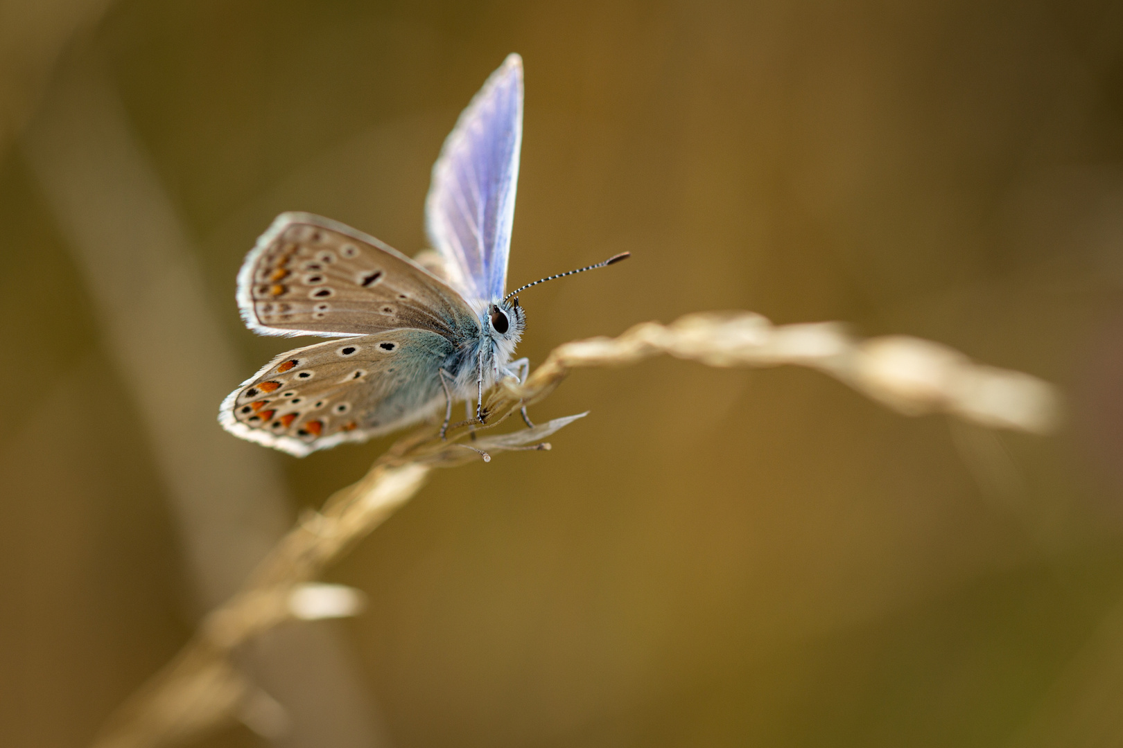 Wunder der Natur