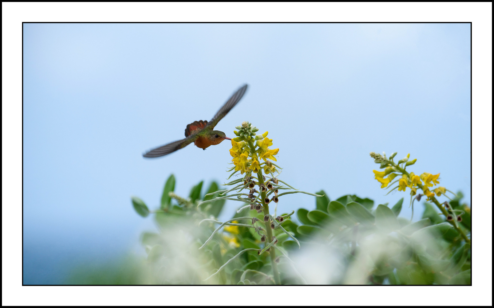 Wunder der Natur....