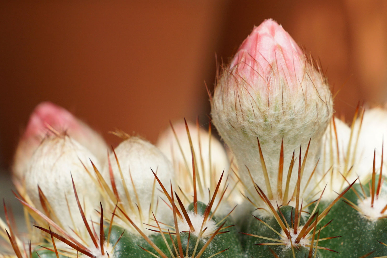 Wunder der Natur, Blütenknospen an einem Kaktus 