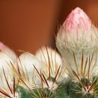 Wunder der Natur, Blütenknospen an einem Kaktus 