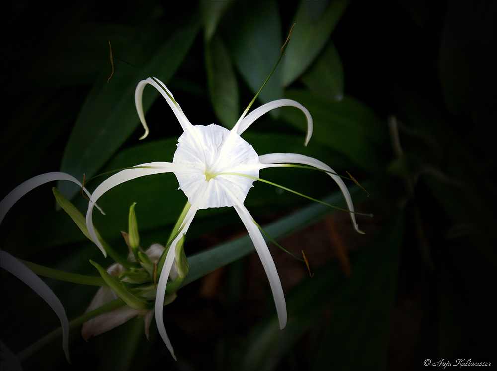 - Wunder der Natur -