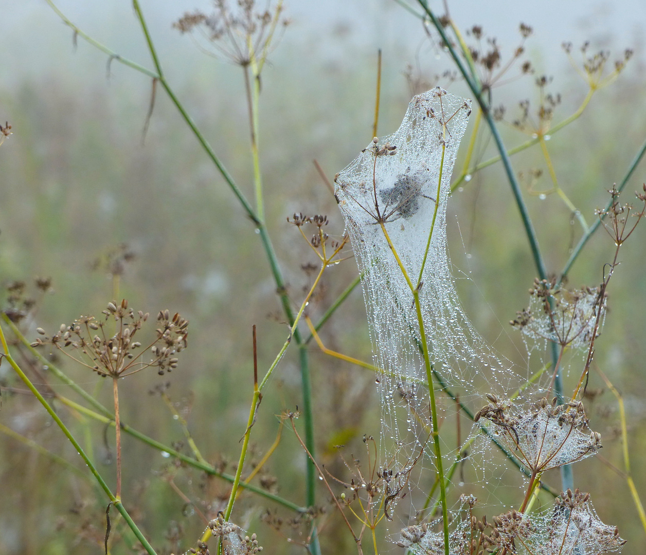 Wunder der Natur