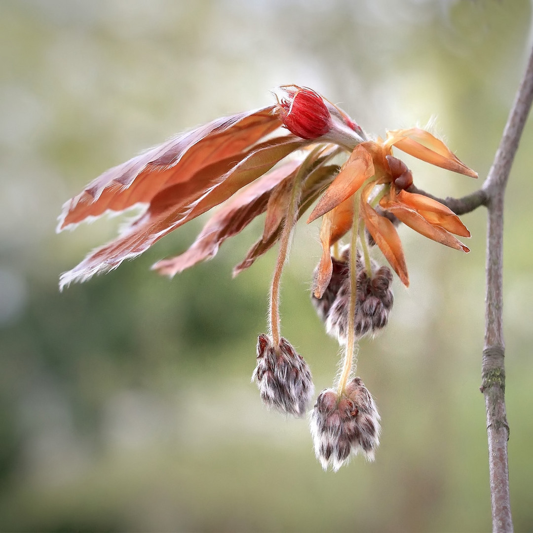 Wunder der Natur! Das ist alles in einer Buchenknospe.