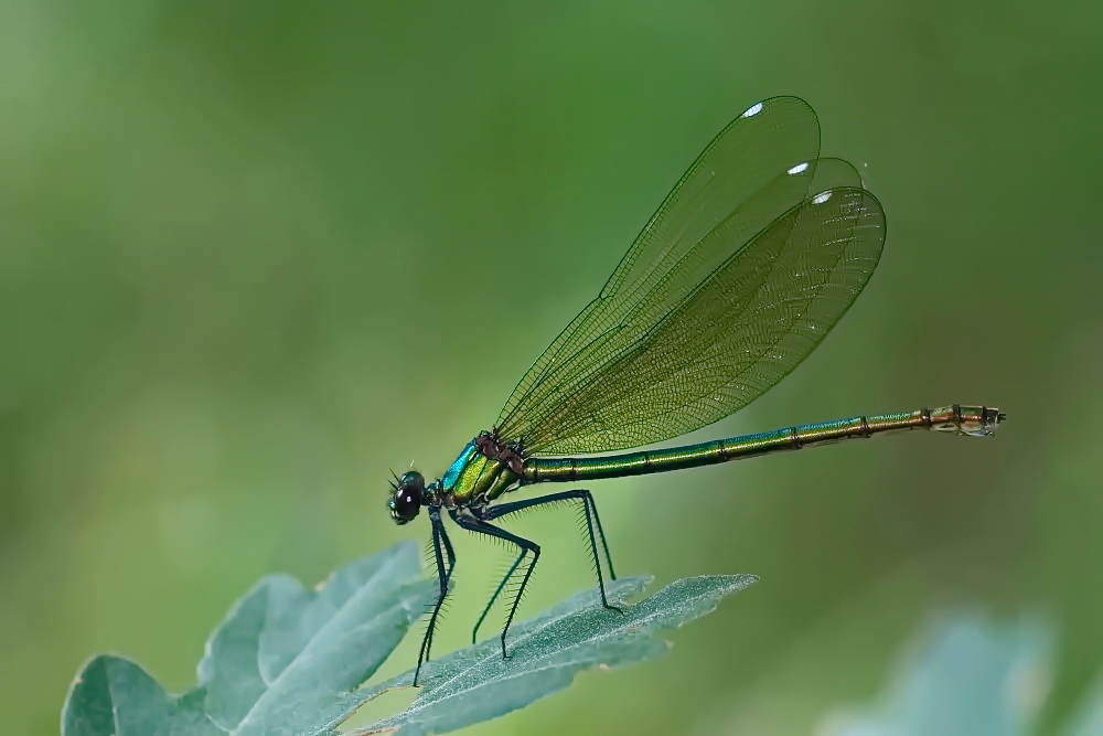 Wunder der Natur