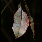 Wunder der Natur ein "Indisches Blatt"