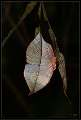 Wunder der Natur ein "Indisches Blatt"