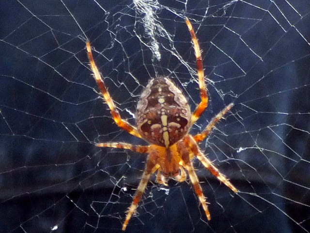 Wunder der Natur-eine Kreuzspinne