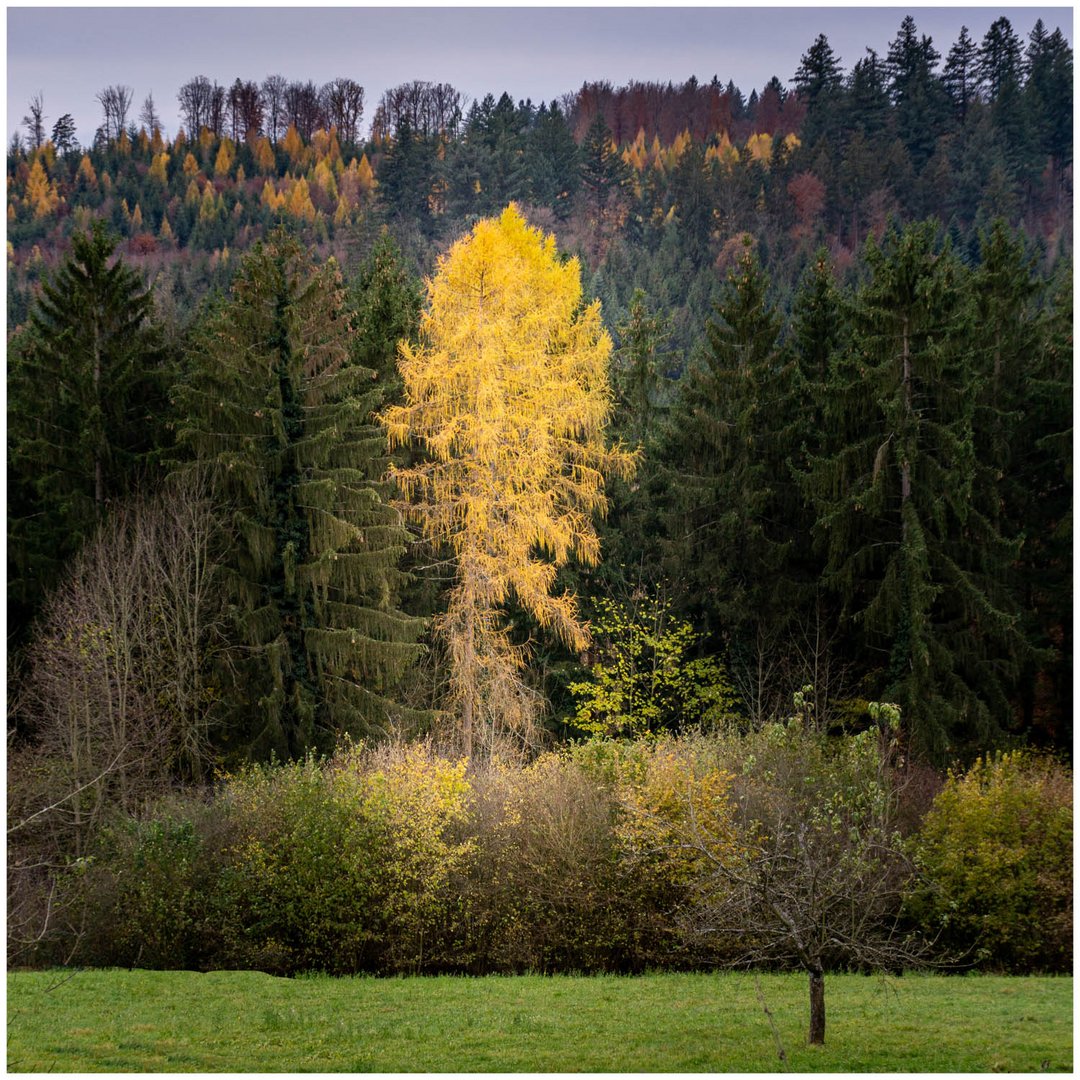 Wunder der Natur Foto Bild pflanzen pilze flechten Wunder der Natur Foto Bild pflanzen pilze flechten