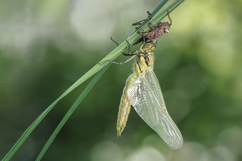 Wunder der Natur