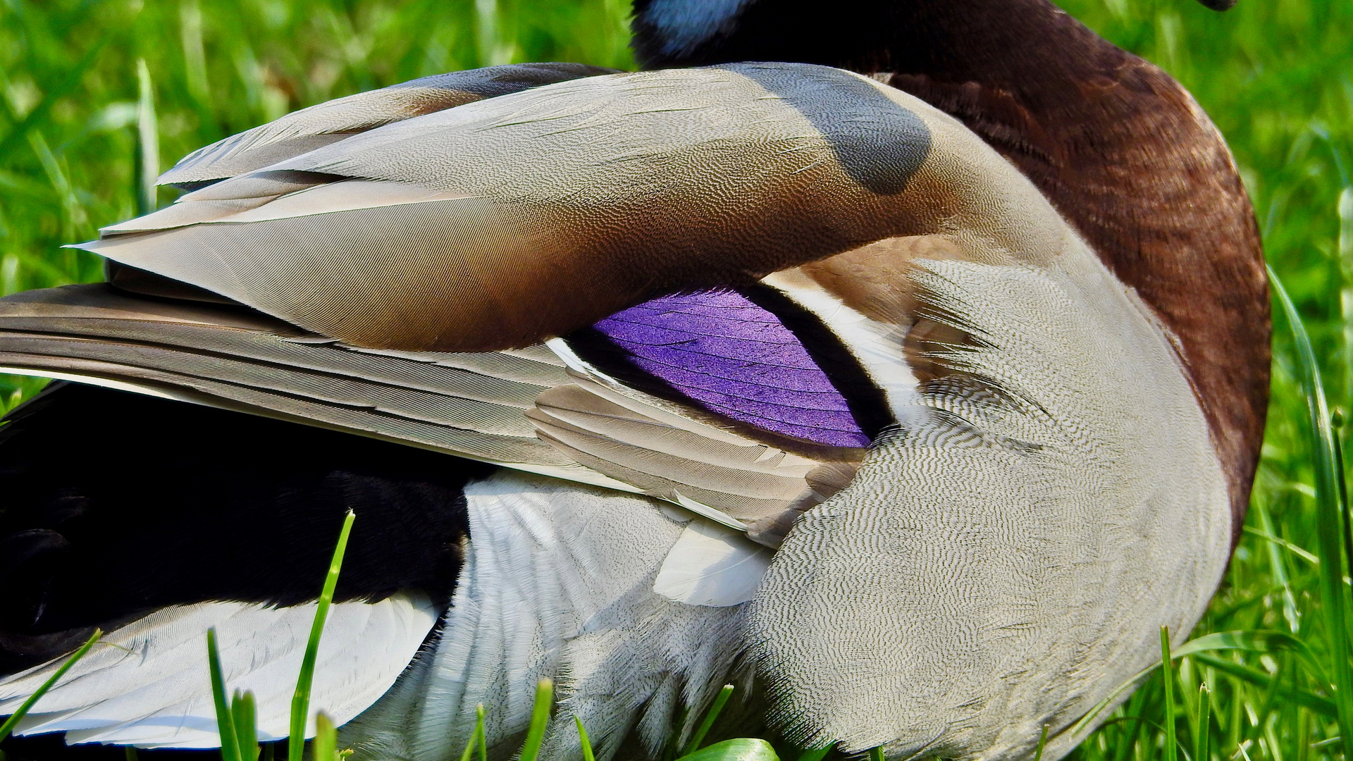 Wunder der Natur im Detail...