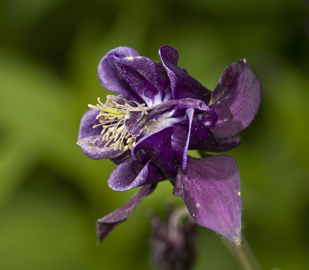 Wunder der Natur im Garten