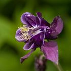 Wunder der Natur im Garten