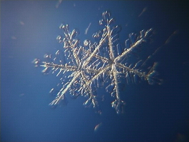 Wunder Der Natur Schneekristalle Foto Bild Naturereignisse Die Elemente Natur Bilder Auf Fotocommunity