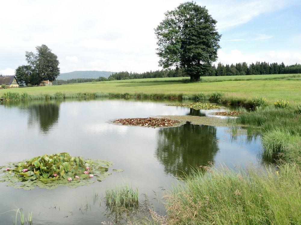 Wunder der Schöpfung