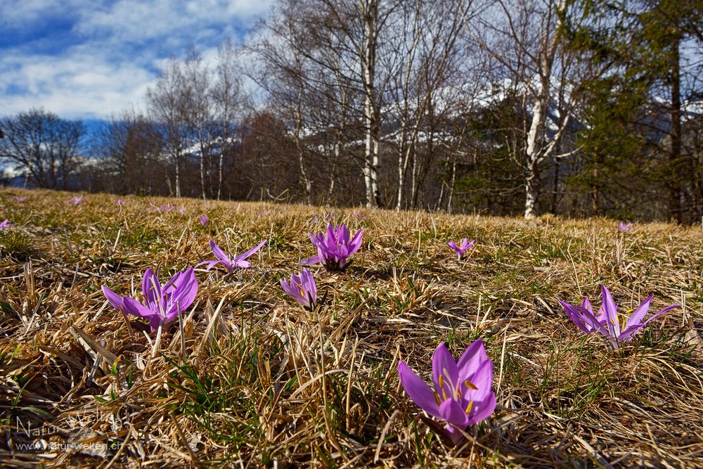 Wunder im kargen Gras