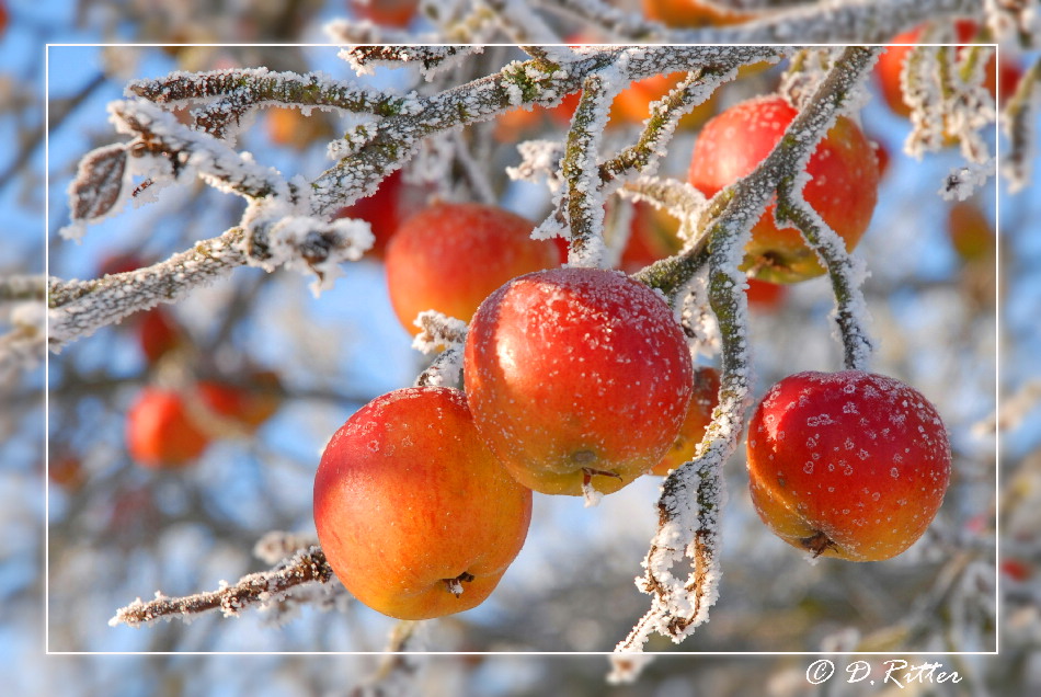 Wunder in der Natur