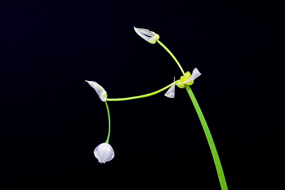 Wunder-Lauch oder Berliner Bärlauch