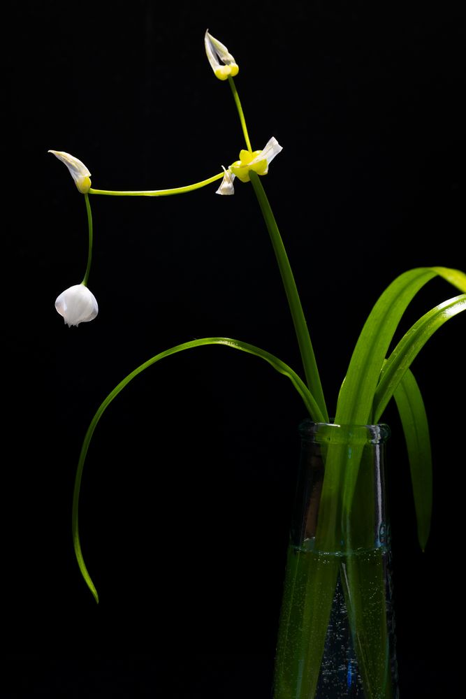 Wunder-Lauch oder Berliner Bärlauch II