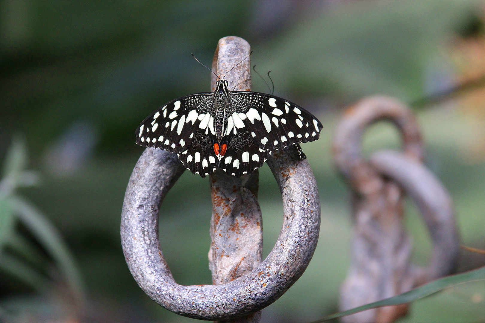Wunder Natur ein  Papilio demoleus
