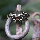 Wunder Natur ein  Papilio demoleus