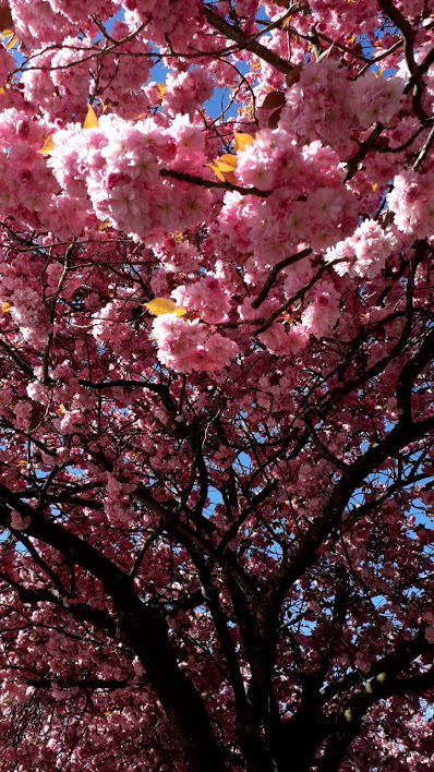 Wunder Schönes Frühlingsfoto