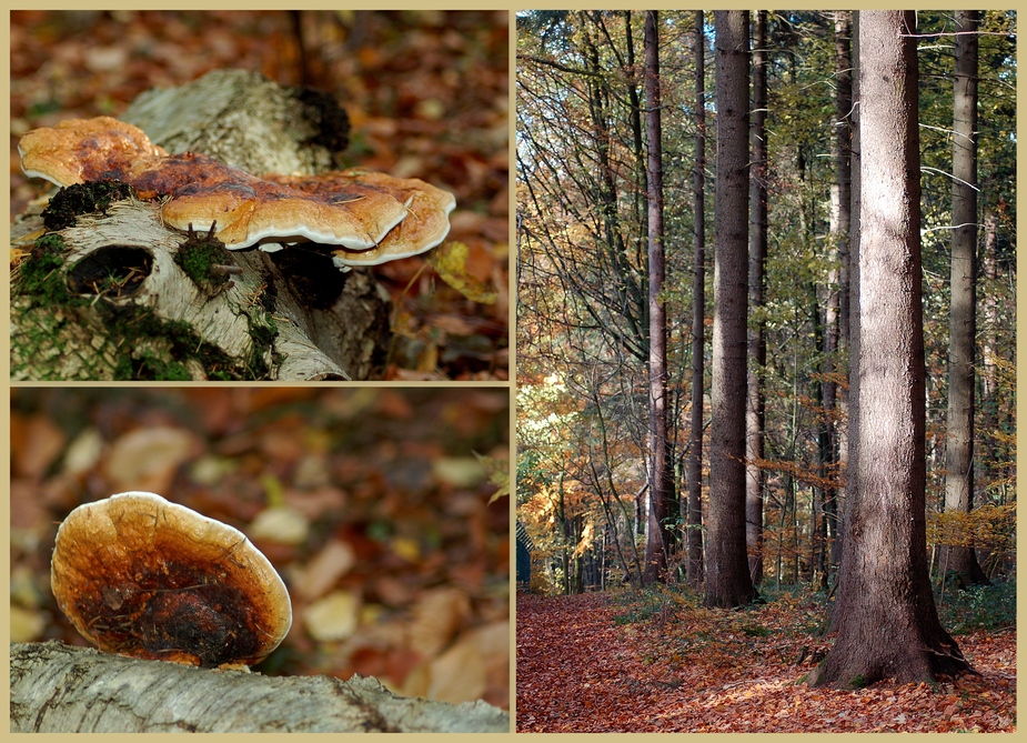 Wunderbar, auf stillen Wegen durch den Wald zu wandern...