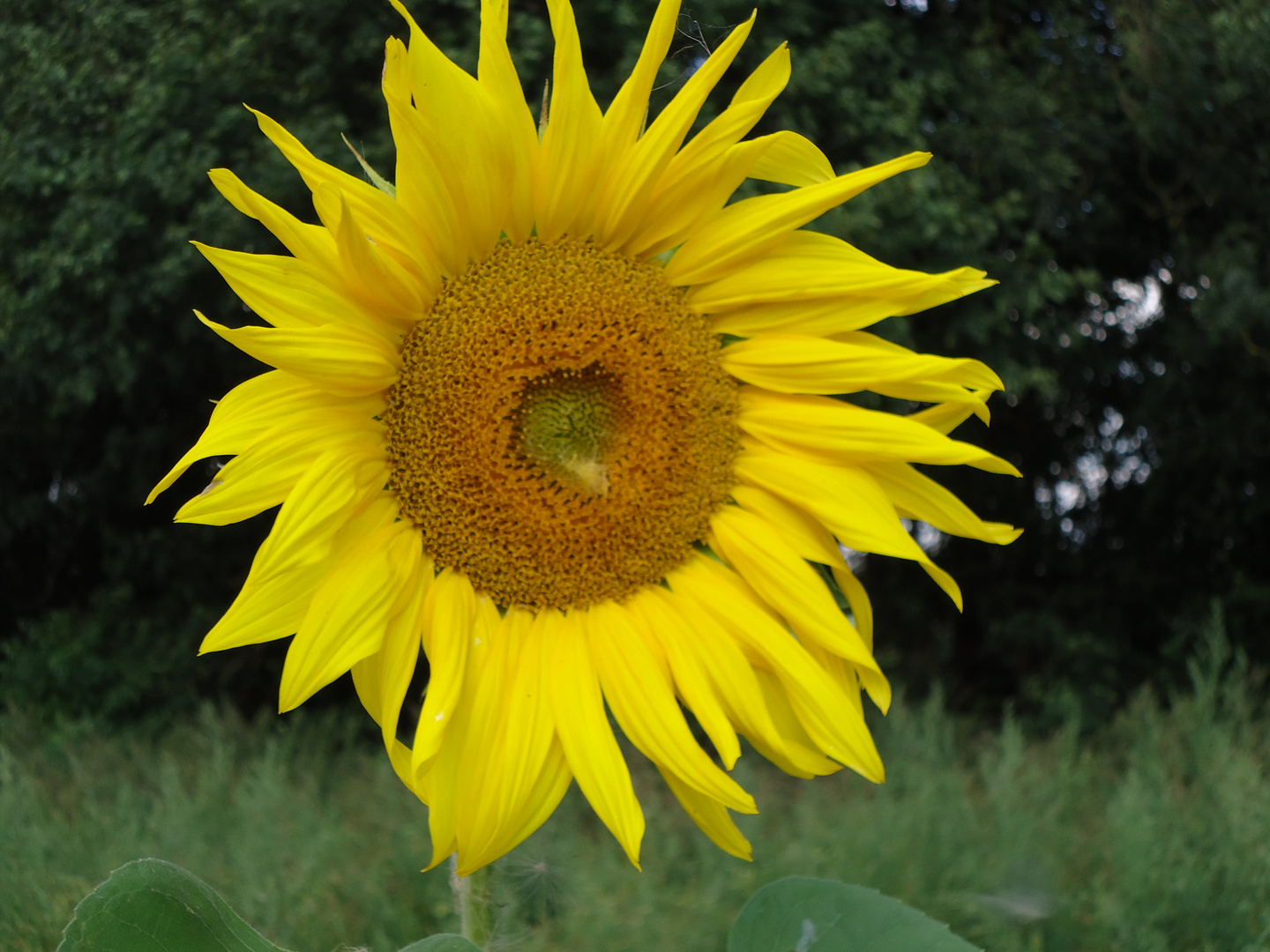 wunderbar gelbe Sonnenblume Foto & Bild | stillleben, blumen u. grün ...