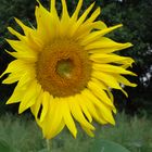 wunderbar gelbe Sonnenblume