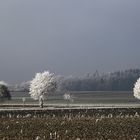 wunderbar geschmückt........