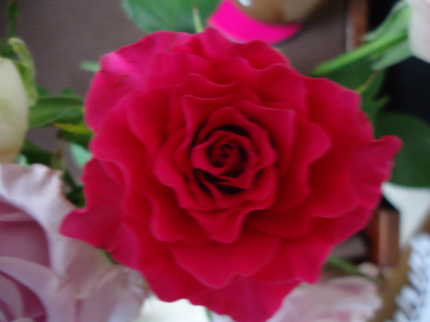wunderbar rote Rose