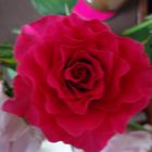 wunderbar rote Rose