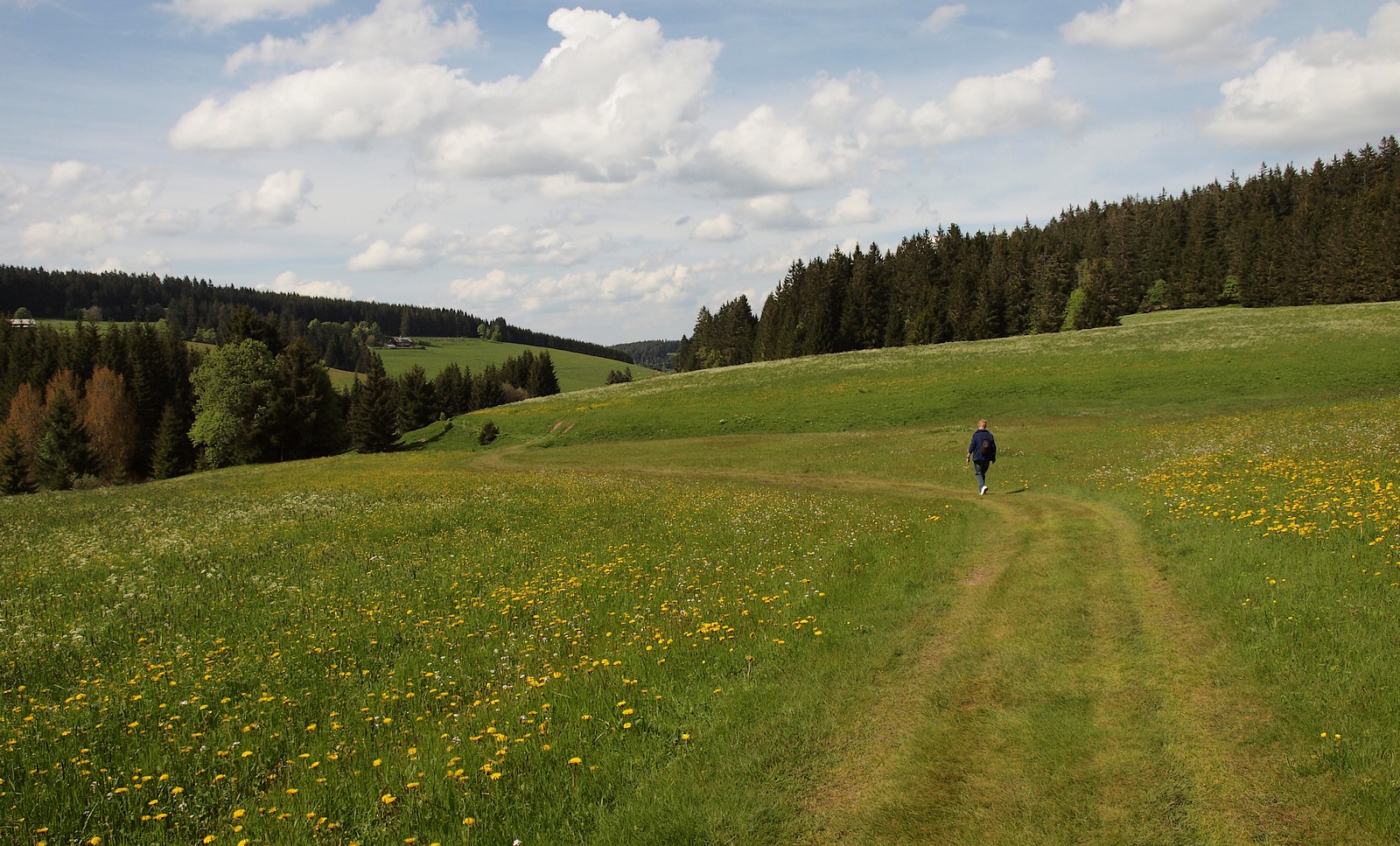 Wunderbar weicher Wanderweg