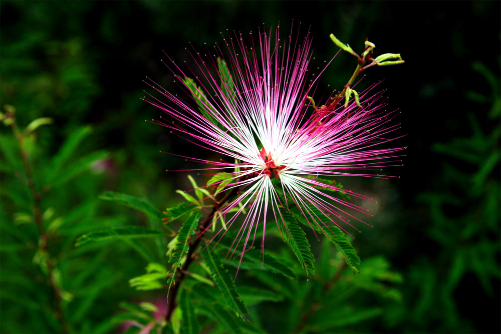 Wunderbare Blüte