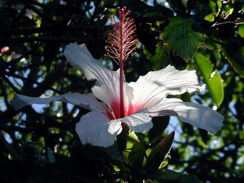 Wunderbare Blüte ..