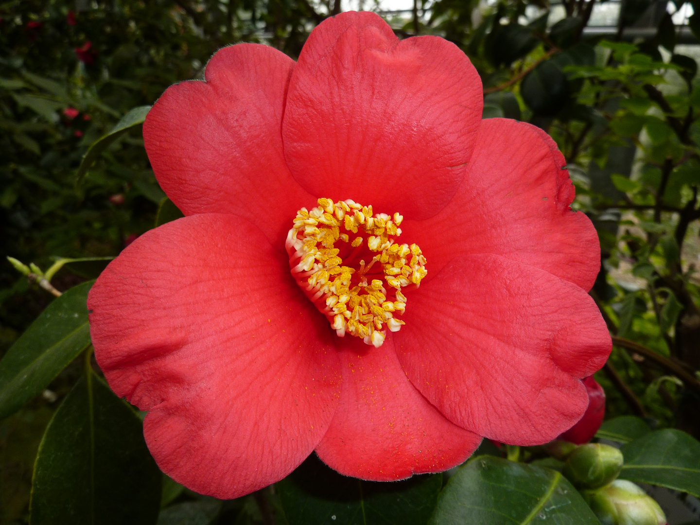 wunderbare Blüte einer Kamelie - Flora Köln - Ausstellung