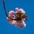 Wunderbare Blüten der japanischen Kirschen...