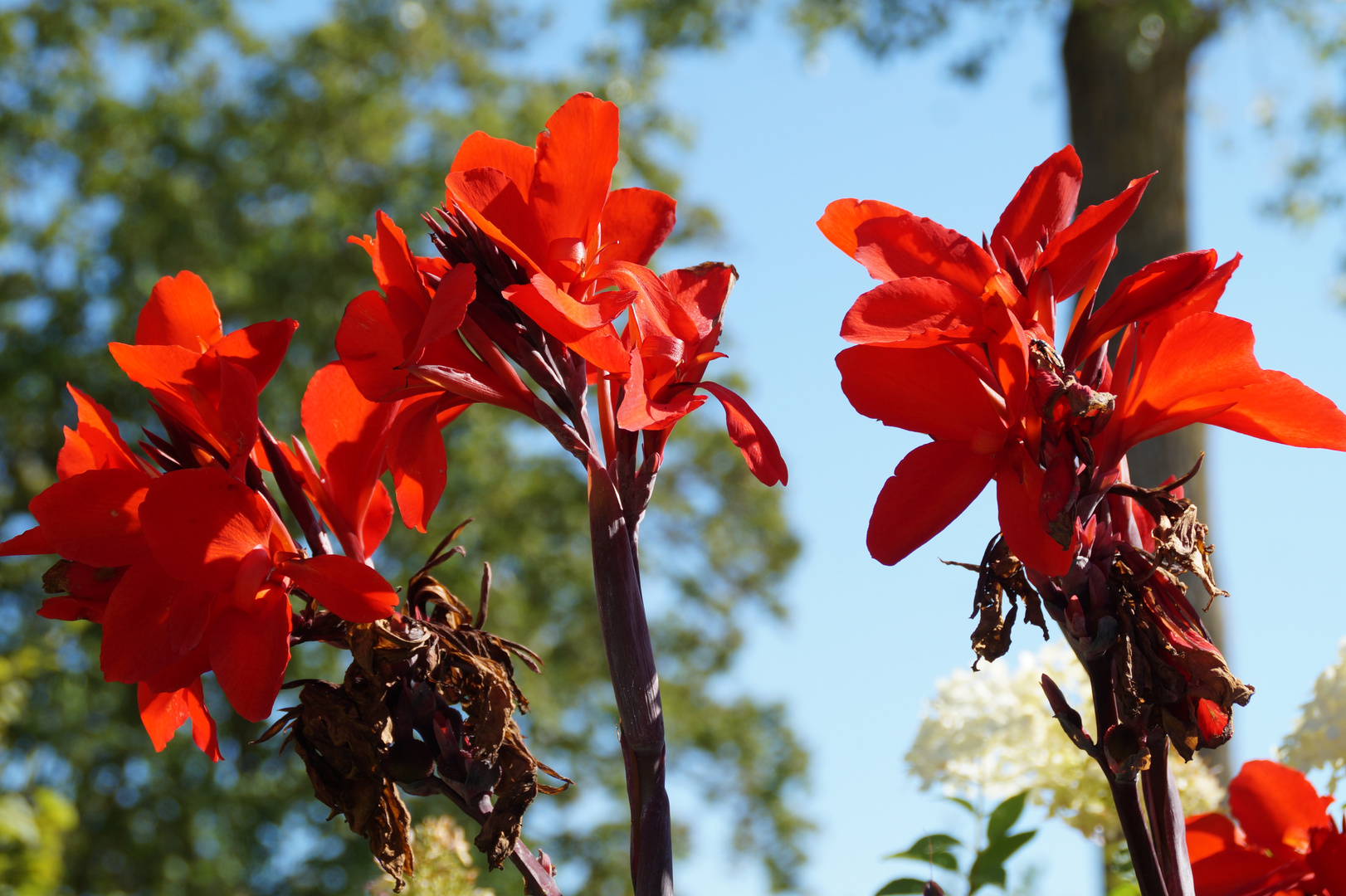 Wunderbare Blüten