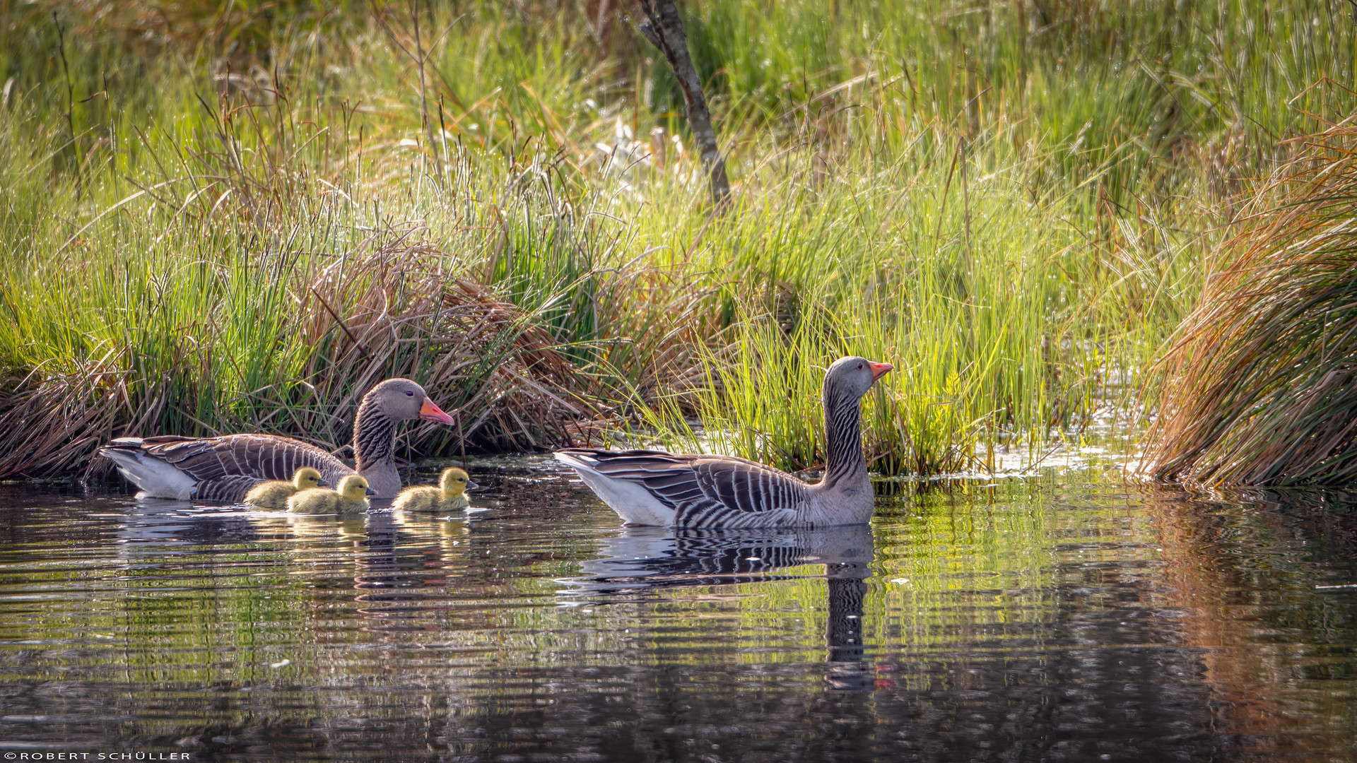  Wunderbare Familie Graugans