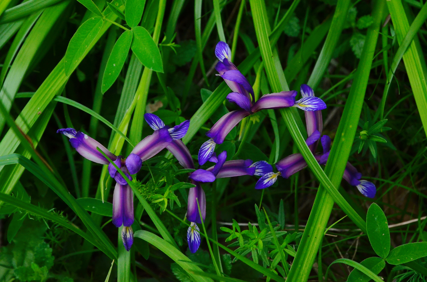 Wunderbare Gras-Schwertlilien,die sich im hohen Gras verstecken wollen...